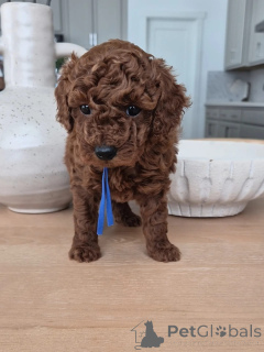 Photo №1. caniche (jouet) - à vendre en ville de Albi | négocié | Annonce №167157