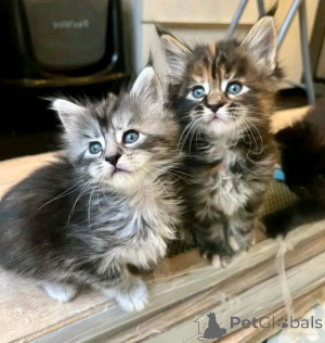 Photo №1. maine coon - à vendre en ville de Berlin | 300€ | Annonce № 137220