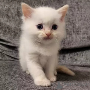 Photo №2 de l'annonce № 167243 de la vente ragdoll - acheter à Allemagne annonce privée