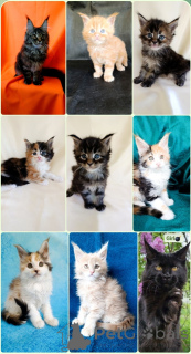 Photo №1. maine coon - à vendre en ville de Rivière moscou | 808€ | Annonce № 169055