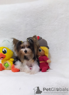 Photo №3. Petite biewer yorkie fille. Turquie