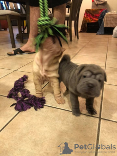 Photo №1. shar pei - à vendre en ville de Манчестер | 400€ | Annonce №123498