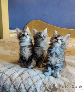 Photo №1. maine coon - à vendre en ville de Bassin | 350€ | Annonce № 149731