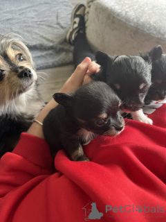 Photo №1. chihuahua - à vendre en ville de Tampa | 298€ | Annonce №143853