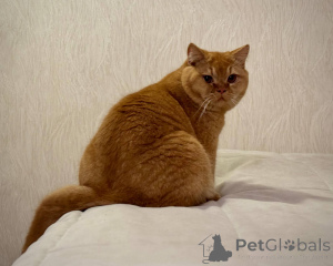 Photo №2 de l'annonce № 165881 de la vente british shorthair - acheter à Pays Bas éleveur