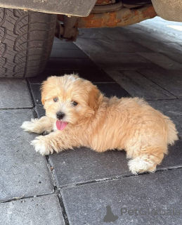 Photo №1.  - à vendre en ville de Indiana | 630€ | Annonce №161562