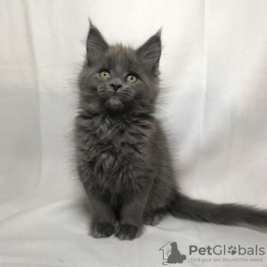 Photo №1. maine coon - à vendre en ville de Herentals | Gratuit | Annonce № 128973