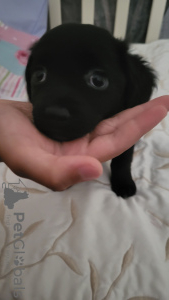 Photo №3. Je vendrai un maltipoo. Irlande