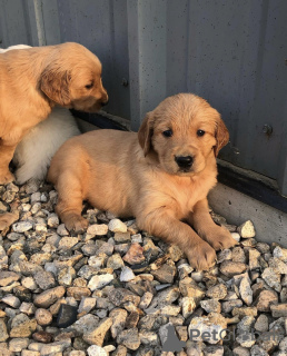 Photo №1. golden retriever - à vendre en ville de Berlin | Gratuit | Annonce №125192