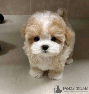 Photo №2 de l'annonce № 133930 de la vente caniche royale - acheter à USA 