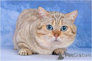 Photo №1. Service d'accouplement - race: munchkin à poil ras. Prix - 0€