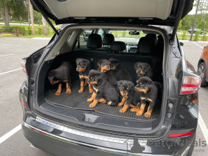 Photo №1. rottweiler - à vendre en ville de Berlin | Gratuit | Annonce №125350