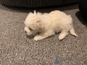 Photo №3. Bichon frisé. République Tchèque