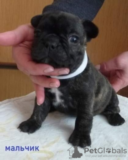 Photo №4. Je vais vendre bouledogue en ville de Saarbrücken. annonce privée - prix - 265€