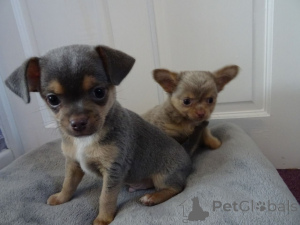 Photo №3. Chiots chihuahuas. Suède
