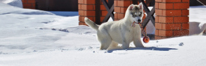 Photo №4. Je vais vendre husky de sibérie en ville de Tioumen. de la fourrière - prix - Négocié