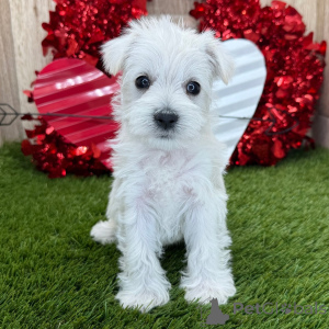 Photo №1.  - à vendre en ville de Berlin | 600€ | Annonce №134842