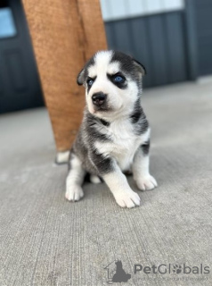 Photo №1. husky de sibérie - à vendre en ville de Лювен | 160€ | Annonce №75582