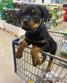 Photo №1. rottweiler - à vendre en ville de Антверпен | Gratuit | Annonce №118042