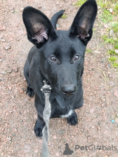 Photo №4. Je vais vendre chien bâtard en ville de Saint-Pétersbourg. annonce privée - prix - Gratuit