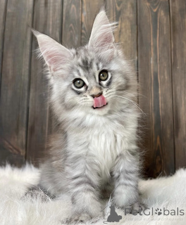 Photo №2 de l'annonce № 161779 de la vente maine coon - acheter à USA éleveur