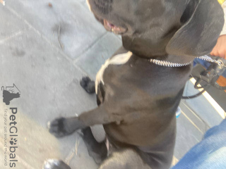 Photo №1. cane corso - à vendre en ville de Varsovie | 700€ | Annonce №77437