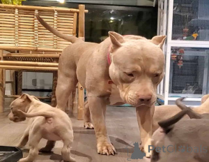 Photo №3. Chiots d'intimidateur américains à vendre. Allemagne