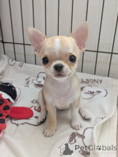 Photo №1. chihuahua - à vendre en ville de Helsinki | 500€ | Annonce №163639