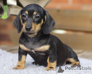 Photo №3. Chiots teckels. Belgique