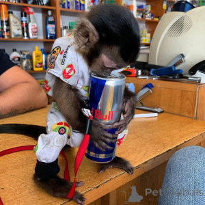 Photo №4. Je vais vendre  en ville de Fiburg.  - prix - 969€