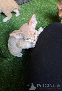 Photo №4. Je vais vendre devon rex en ville de Hambourg. éleveur - prix - négocié