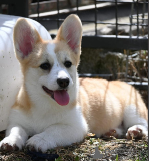 Photo №3. Welsh Corgi / Welsh Corgi Pembroke. Serbie