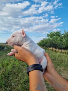 Photo №3. Bull Terrier miniature FCI. Pologne