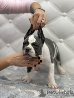 Photo №4. Je vais vendre american bully en ville de Chisinau. éleveur - prix - 1500€