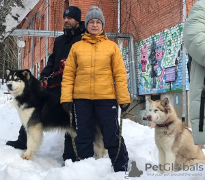 Photo №4. Je vais vendre husky de sibérie en ville de Иваново. annonce privée - prix - négocié