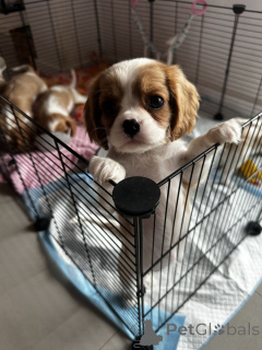 Photo №2 de l'annonce № 160299 de la vente cocker américain - acheter à La finlande annonce privée