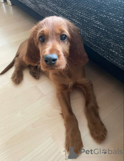 Photo №1. setter irlandais rouge - à vendre en ville de Aizlingen | 400€ | Annonce №156807
