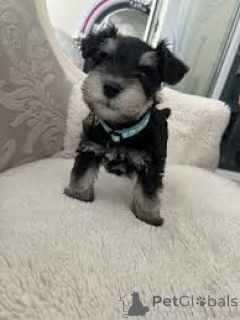 Photo №4. Je vais vendre schnauzer miniature en ville de Paris. annonce privée, éleveur - prix - 700€