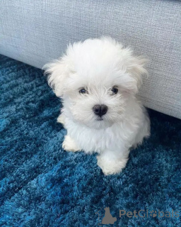 Photo №4. Je vais vendre bichon maltais en ville de Varsovie. éleveur - prix - négocié