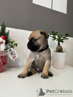 Photo №4. Je vais vendre bullmastiff en ville de Zagreb. éleveur - prix - 800€