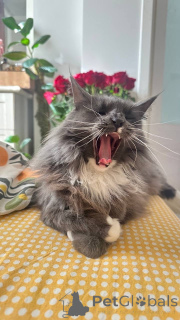 Photo №4. Je vais vendre  en ville de Москва.  - prix - Gratuit