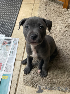 Photo №4. Je vais vendre staffordshire bull terrier en ville de Munich. éleveur - prix - négocié