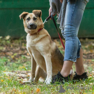 Photo №2 de l'annonce № 112136 de la vente chien bâtard - acheter à Fédération de Russie annonce privée