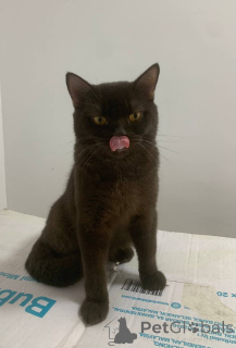 Photo №1. british shorthair - à vendre en ville de Ville de Londres | 400€ | Annonce № 168163