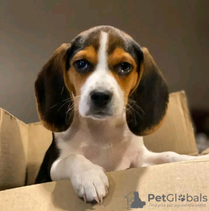 Photo №1. beagle - à vendre en ville de Антверпен | 450€ | Annonce №120684