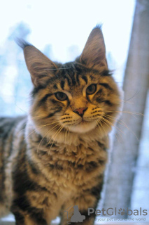 Photo №1. maine coon - à vendre en ville de Jūrmala | 1100€ | Annonce № 30291