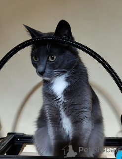 Photo №2 de l'annonce № 157489 de la vente  - acheter à Biélorussie annonce privée