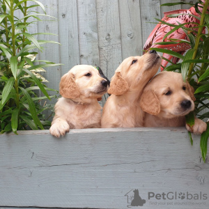 Photo №3. Magnifique golden retriever en adoption gratuite. Allemagne