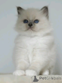 Photo №3. Chaton sacré de brimanie. Luxembourg