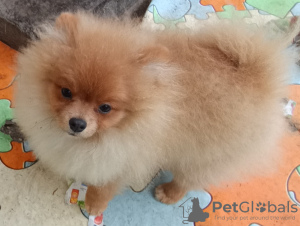 Photo №3. Chiots Spitz-Poméranie allemand. Serbie